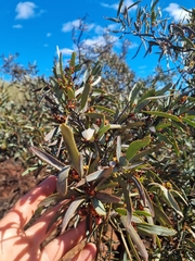 Santalum spicatum, photograph (c) Malcolm Simard, some rights reserved (CC BY)