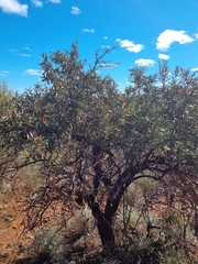 Santalum spicatum, photograph (c) Malcolm Simard, some rights reserved (CC BY)