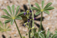 Lupinus shockleyi