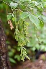 Acer negundo mexicanum