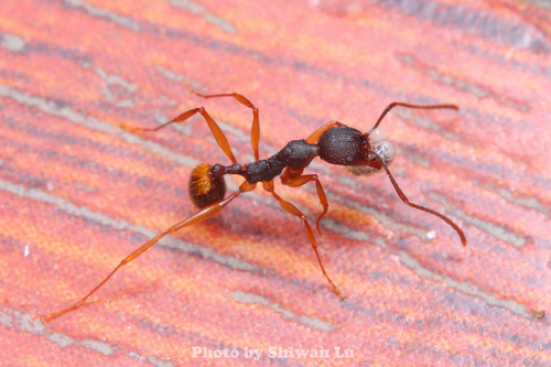 具角盘腹蚁Aphaenogaster angulata