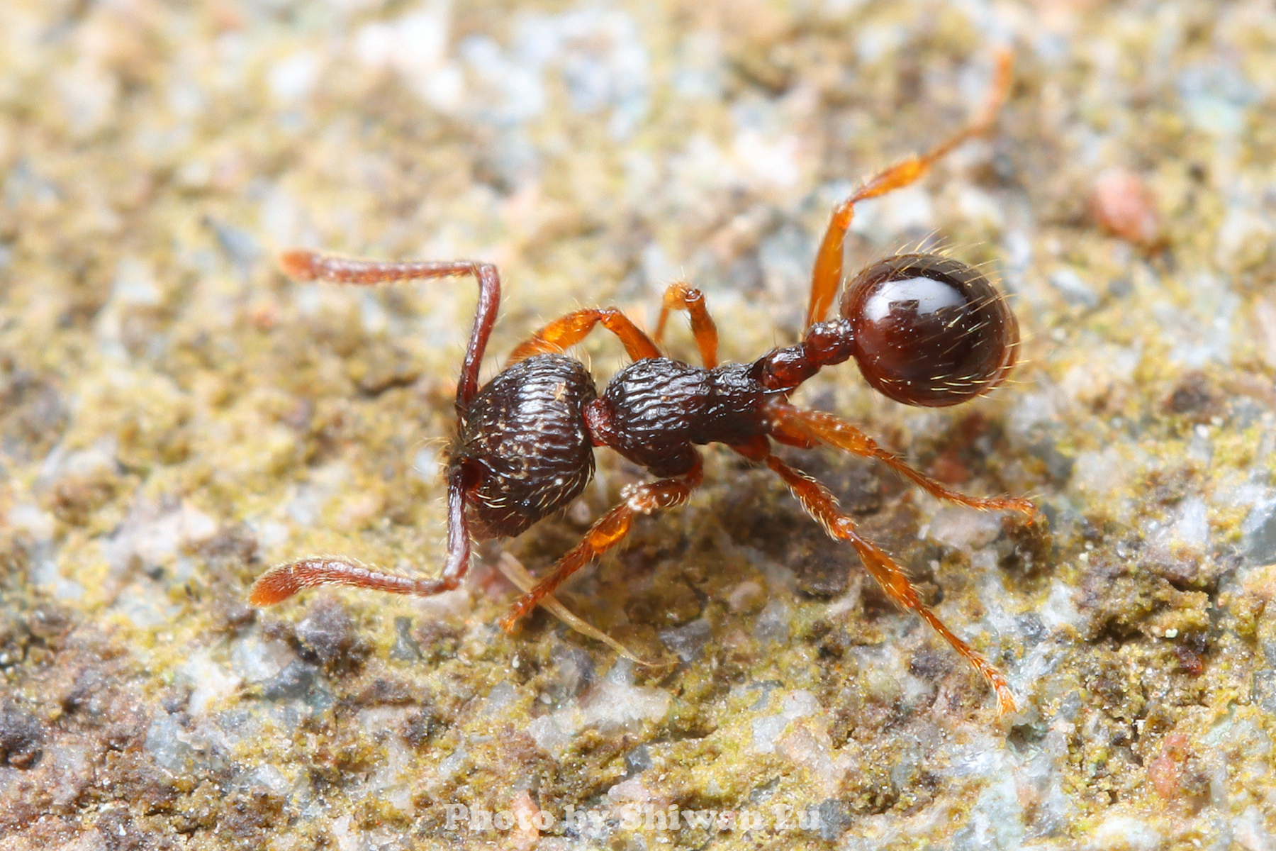 Perissomyrmex bidentatus