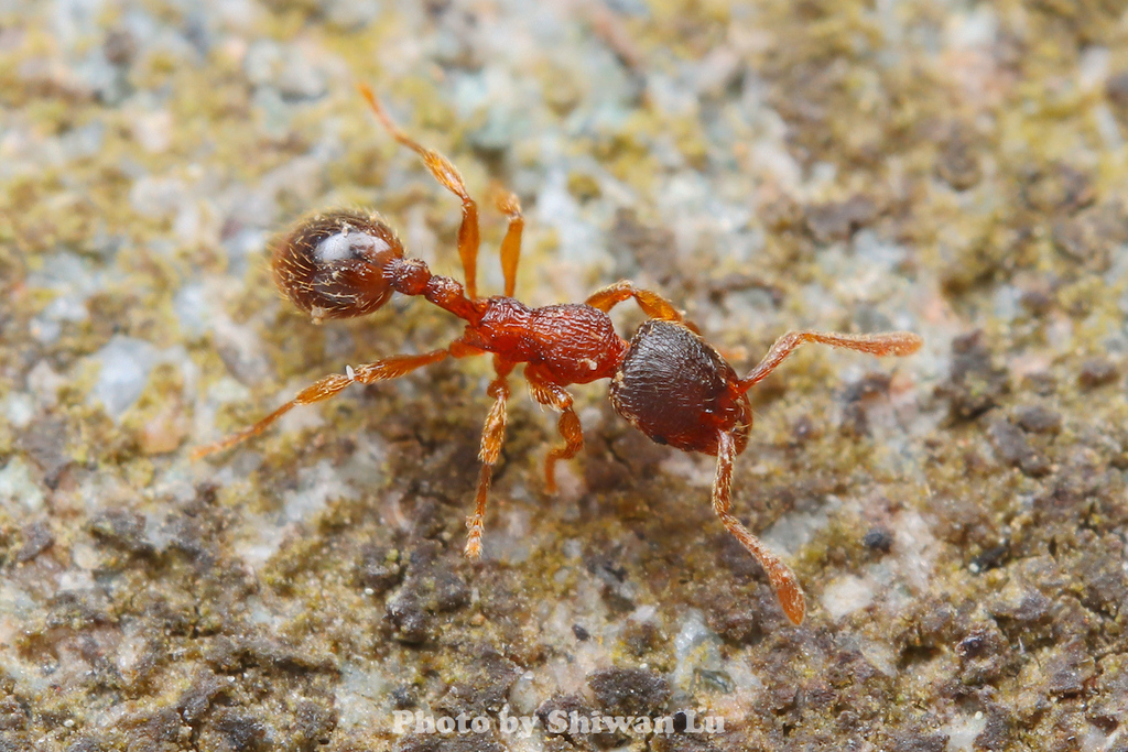 Lordomyrma bhutanensis