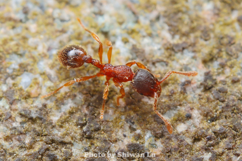 Lordomyrma bhutanensisLordomyrma bhutanensis