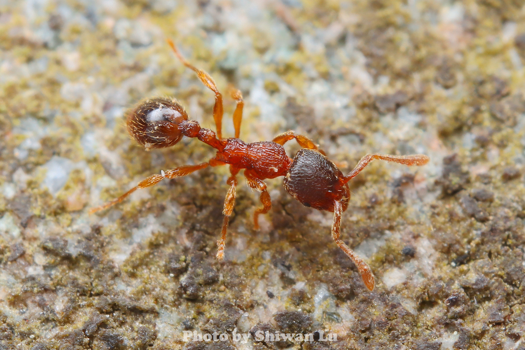Lordomyrma bhutanensis