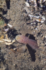 Typhlogobius californiensis