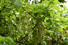 Acer negundo mexicanum