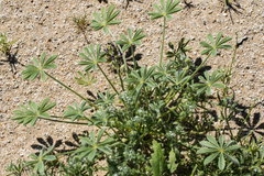 Lupinus shockleyi