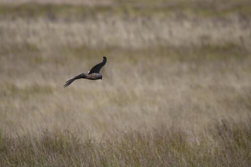 iNaturalist: (c) jcdp, some rights reserved (CC BY-NC) iNaturalist image