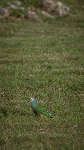 Ptilinopus roseicapilla observed 2026-05-03