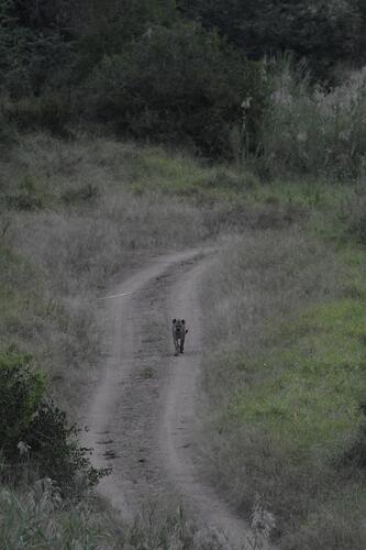 Spotted Hyena