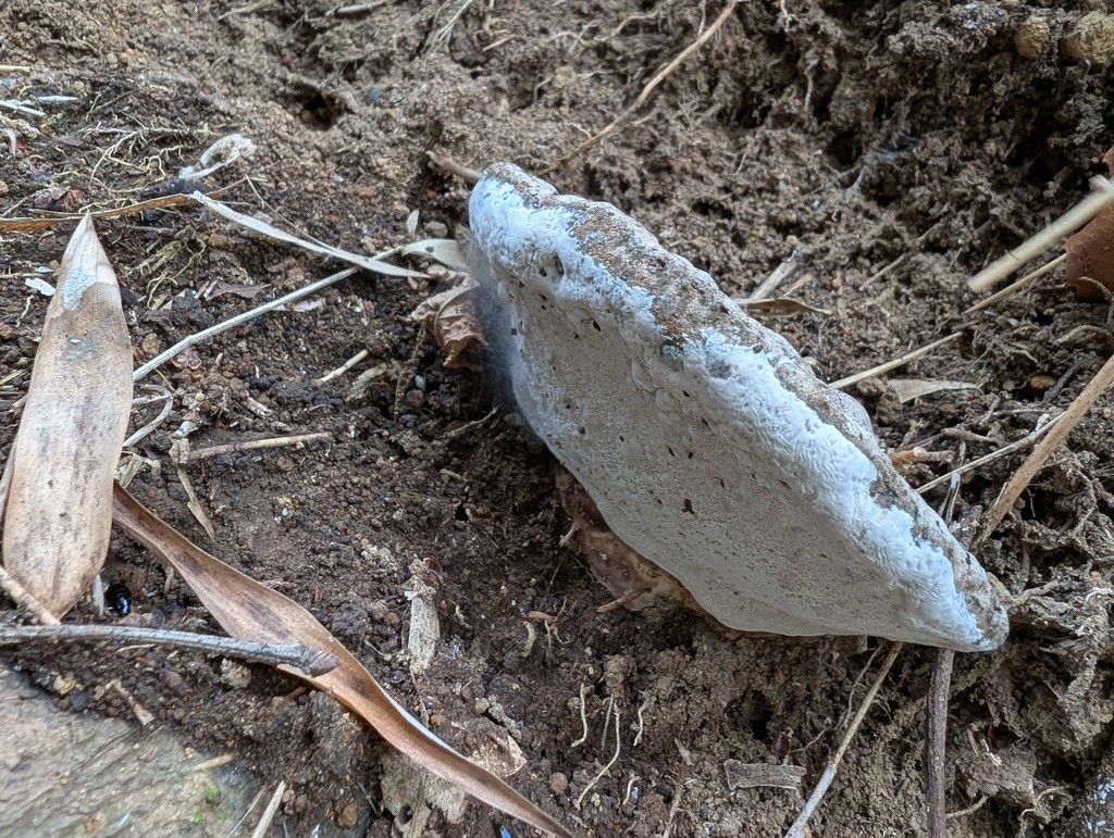 Ganoderma applanatum · May 2026 · photo: © atsushi_nakajima_cirque (iNaturalist, cc-by)