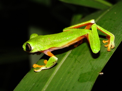 Agalychnis hulli