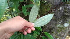 Cinnamomum austrosinense