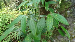 Cinnamomum austrosinense