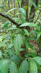 Cinnamomum austrosinense