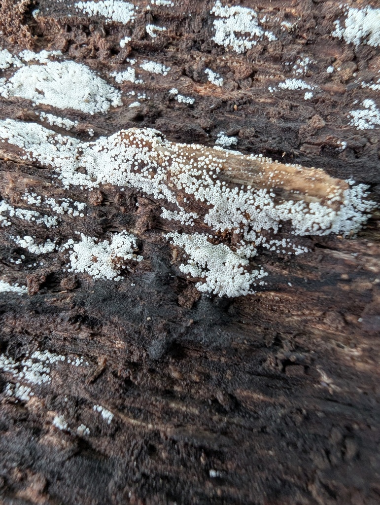 Henningsomyces candidus · May 2026 · photo: © atsushi_nakajima_cirque (iNaturalist, cc-by)