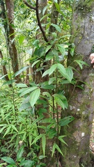 Cinnamomum austrosinense