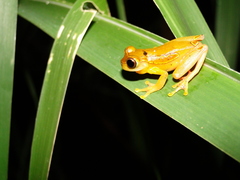 Dendropsophus bifurcus