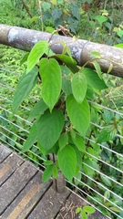 Actinidia latifolia