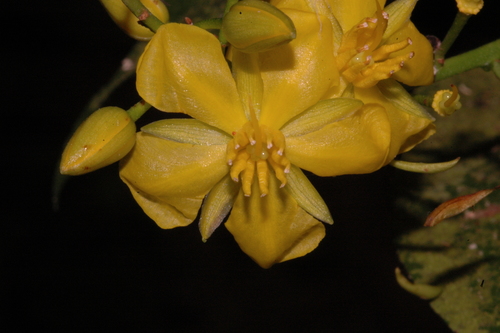 Ouratea acuminata