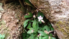 Staurogyne concinnula