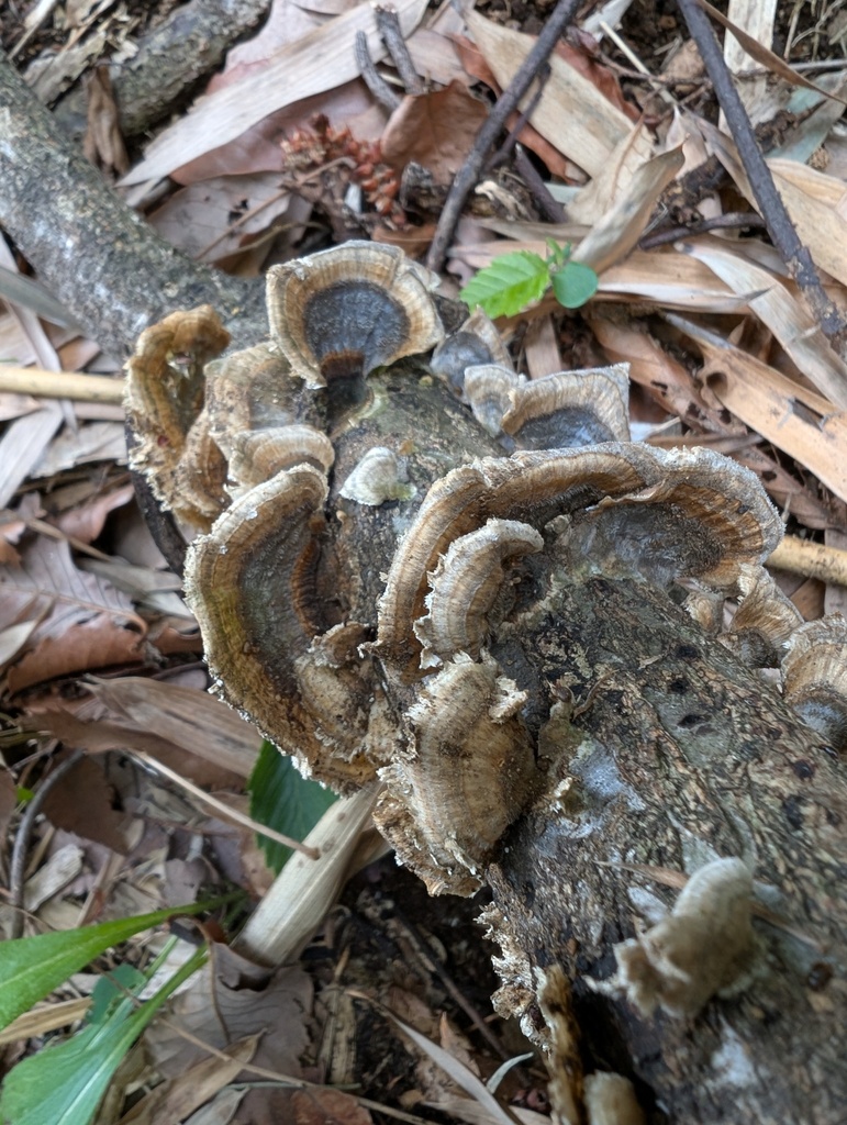 Trametes versicolor · May 2026 · photo: © atsushi_nakajima_cirque (iNaturalist, cc-by)