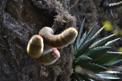 Mammillaria spinosissima tepoxtlana
