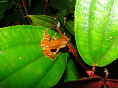 Dendropsophus sarayacuensis