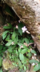 Staurogyne concinnula