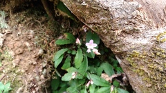 Staurogyne concinnula