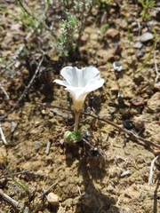 (c) De Waal Hugo, some rights reserved (CC BY) Oxalis tomentosa, photograph (c) De Waal Hugo, some rights reserved (CC BY)
