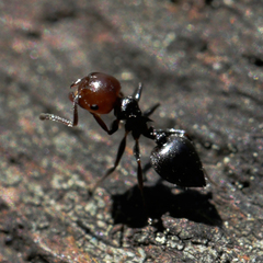 Crematogaster scutellaris
