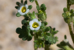 Phacelia ivesiana