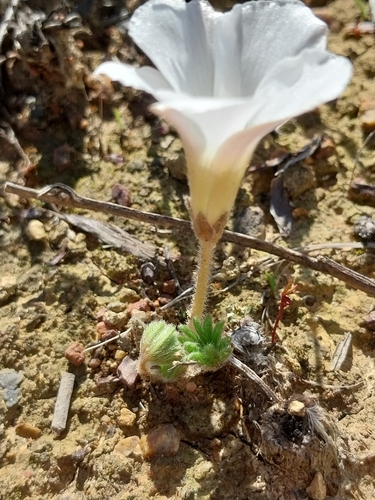 Oxalis tomentosa, photograph 5