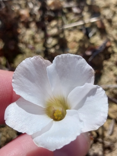 Oxalis tomentosa, photograph 6