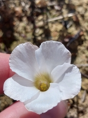 Oxalis tomentosa, photograph (c) De Waal Hugo, some rights reserved (CC BY)