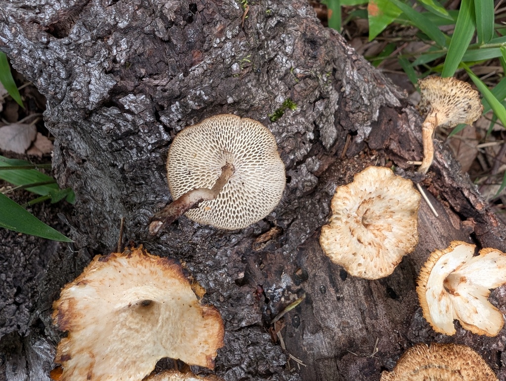 Lentinus arcularius · May 2026 · photo: © atsushi_nakajima_cirque (iNaturalist, cc-by)