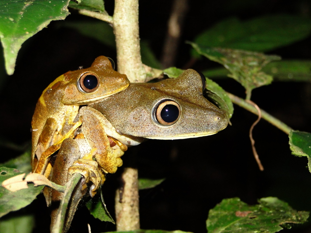 Canelos Treefrog