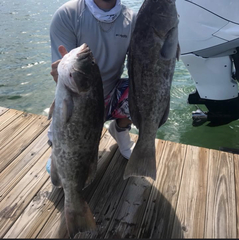 Mycteroperca microlepis