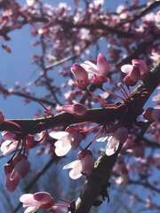 Cercis canadensis