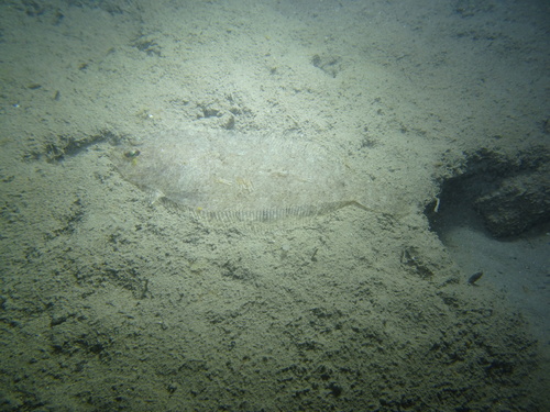 Arnoglossus laterna