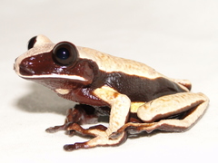 Nyctimantis rugiceps