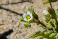 Phacelia ivesiana