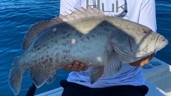 Mycteroperca microlepis