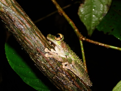 Osteocephalus cannatellai