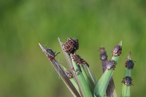 Ornate Cow Tick