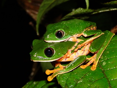 Callimedusa tomopterna