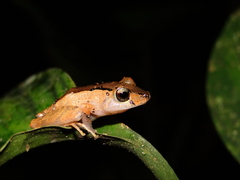 Pristimantis luscombei