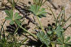 Lupinus shockleyi